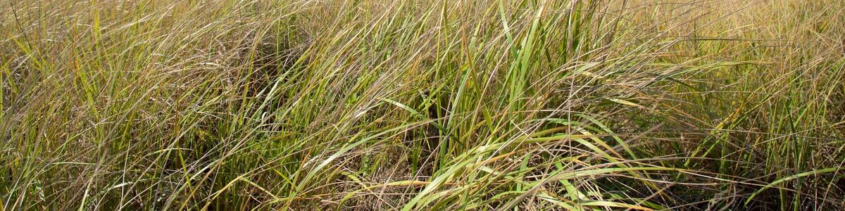 Ocean Shores Beach featuring waves and general coastal views