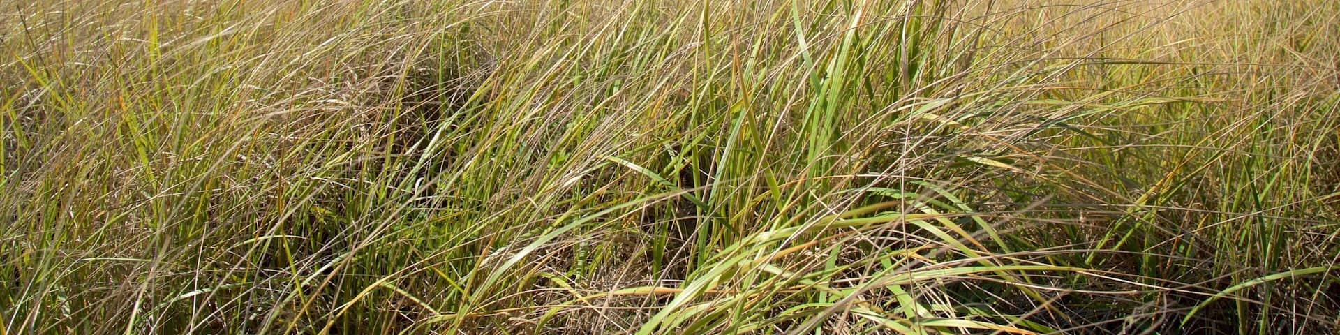 オーシャン ショアーズ ビーチ どの含み 波 と 海岸線の眺め