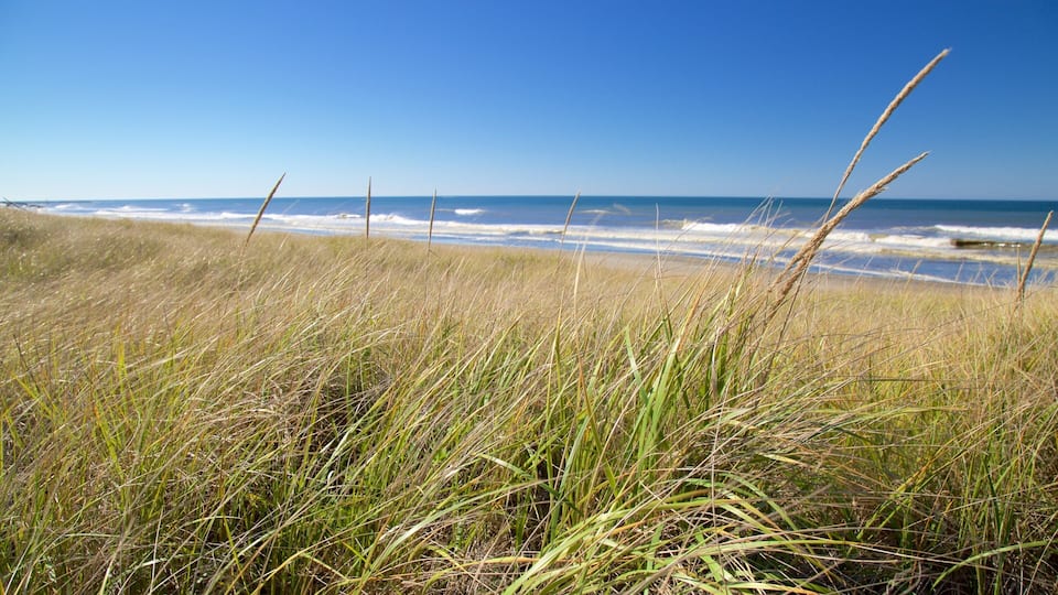 A beach with tall grass in the foreground and waves in the background.