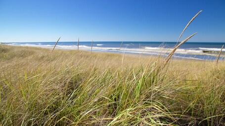 A beach with tall grass in the foreground and waves in the background.