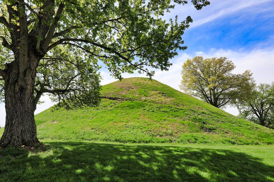 A large tree with a grassy hill in the background.