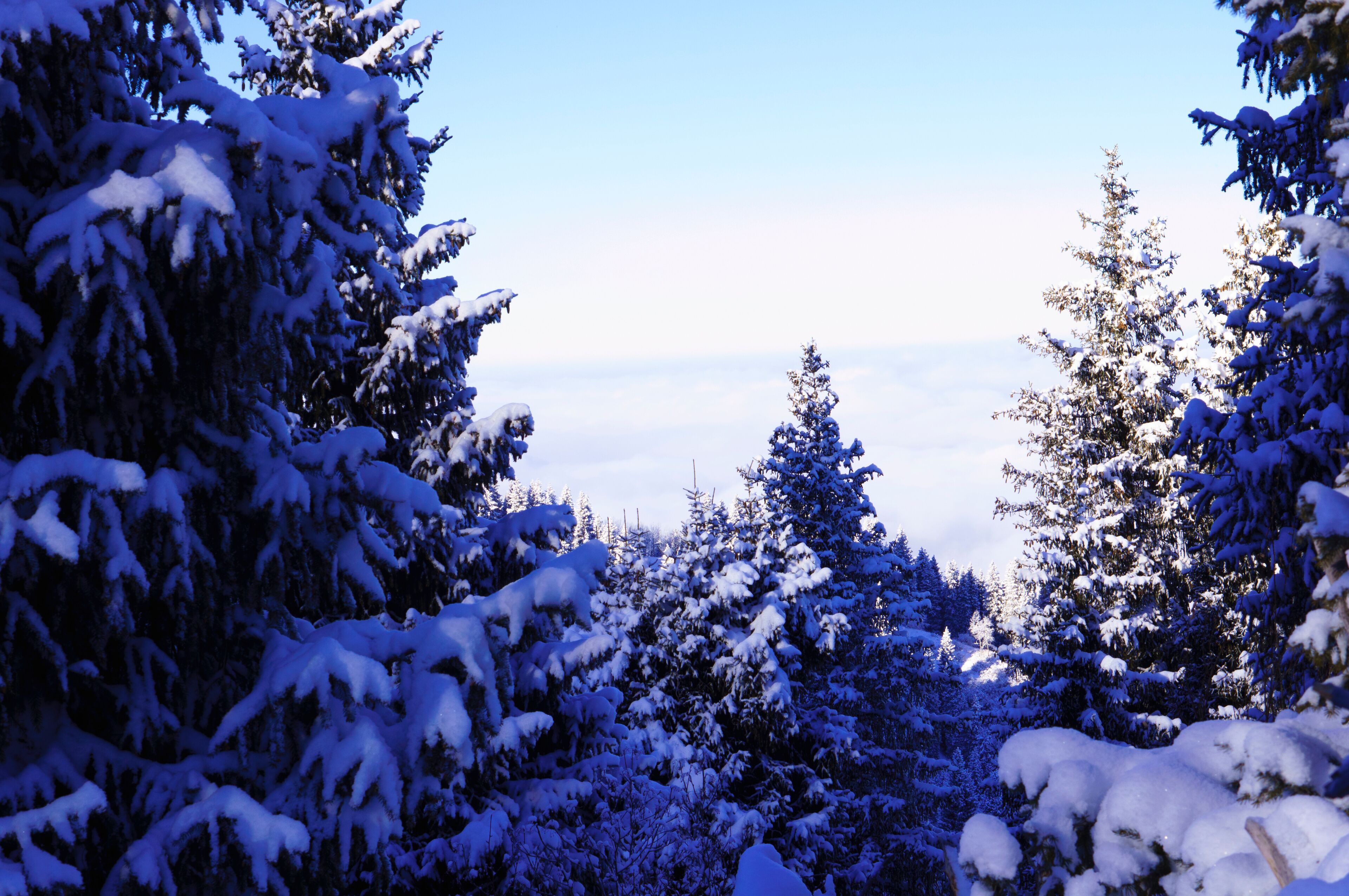 Spruce covered with snow high in the mountains. Beautiful alpine winter landscape. Snowy mountains. Highlands, mountains and gorges.