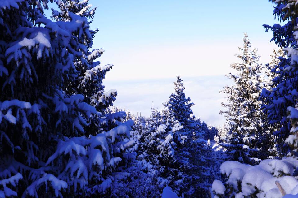 Un bosque nevado con árboles de hoja perenne frondosos y un cielo azul despejado.