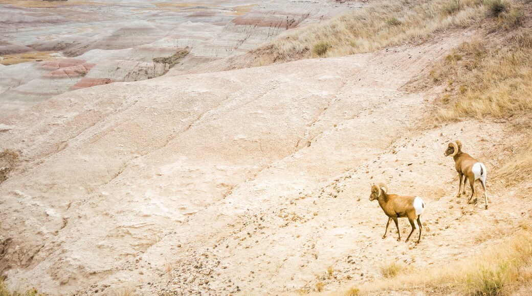 Two Bighorn Sheep Ram & Ewe in Badlands National Park, South Dakota, panoramic view