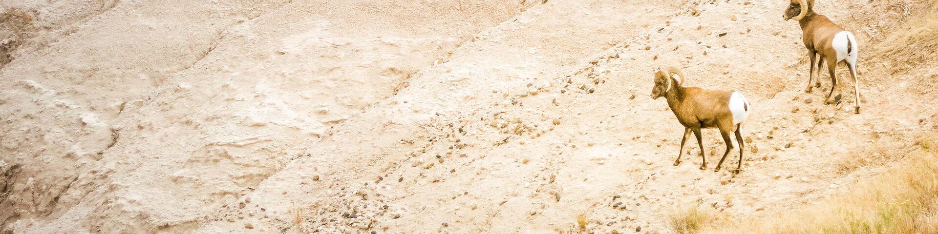 Two Bighorn Sheep Ram & Ewe in Badlands National Park, South Dakota, panoramic view