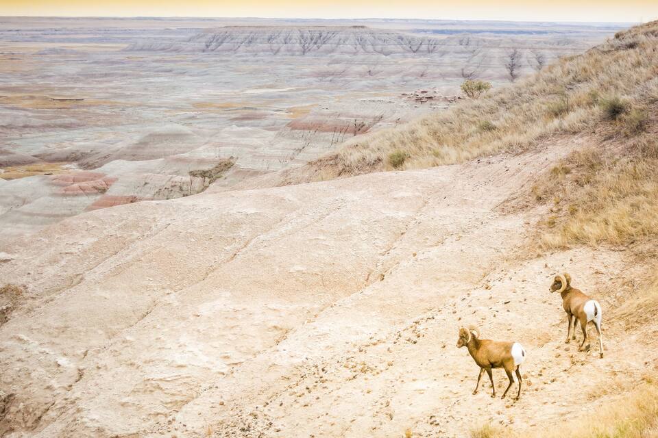 Paisatge desèrtic amb un ampli terreny rocos pla i alguns borreguts d'èsseria.