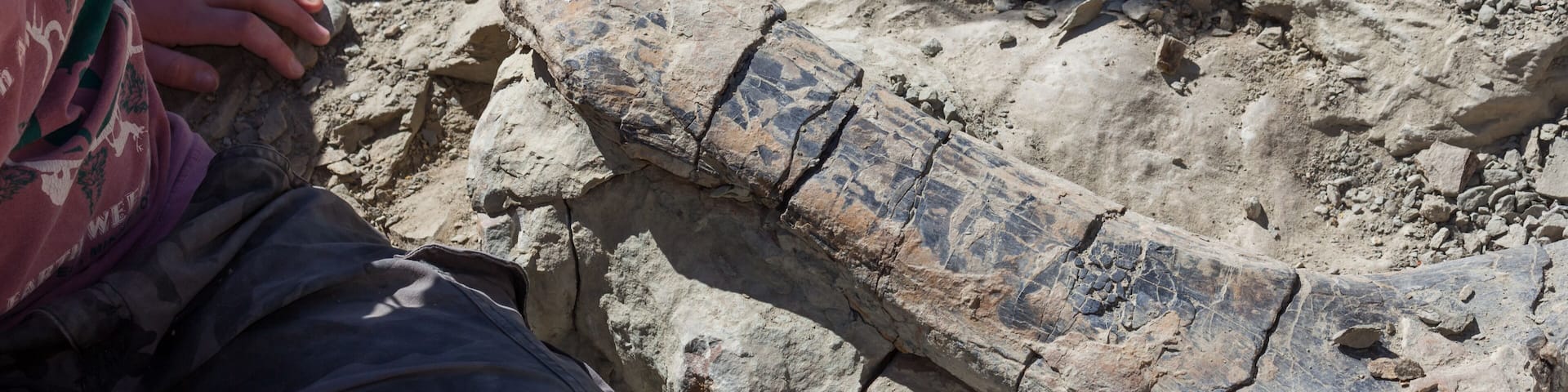 Digging Up Dinosaur Bones