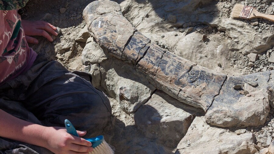 Digging Up Dinosaur Bones