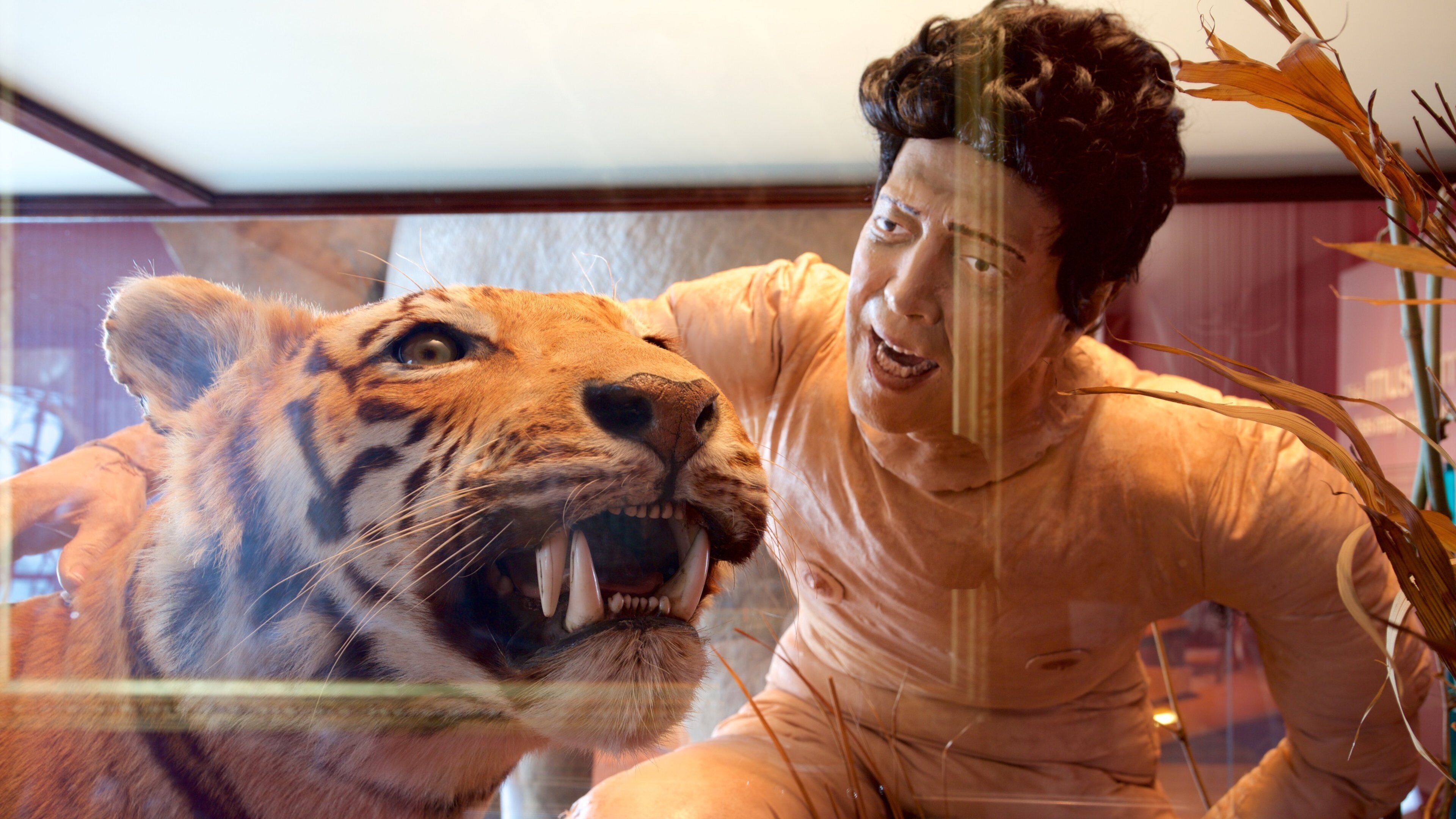 Royal Albert Museum & Art Gallery