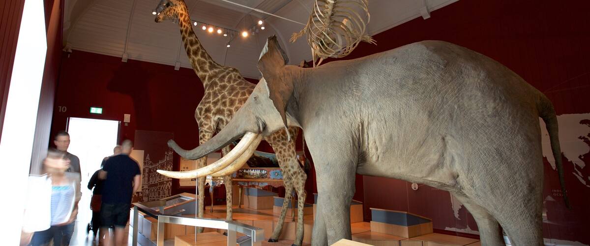 Royal Albert Museum and Gallery showing interior views