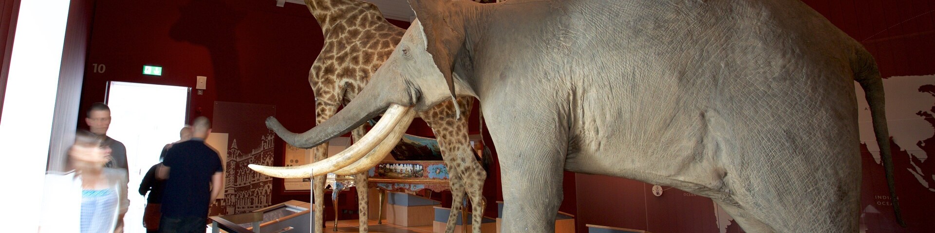 Royal Albert Museum and Gallery showing interior views