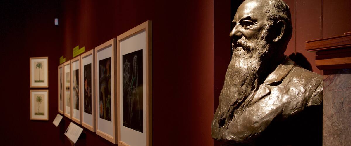 Royal Albert Museum and Gallery featuring interior views