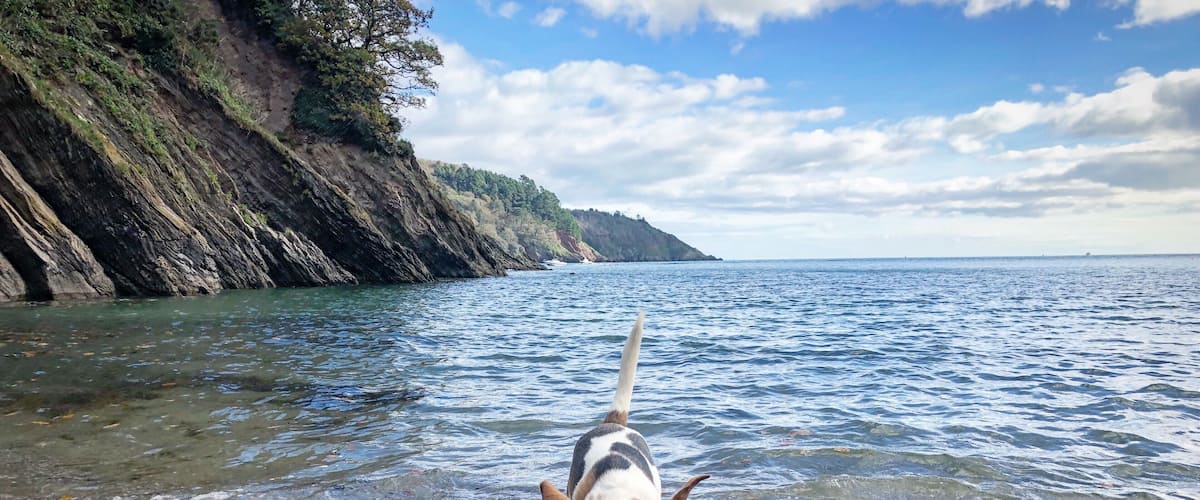 My dog Bilbo jumping out the sea in Dartmouth, England. #LifeAtExpedia #wewhotravel
