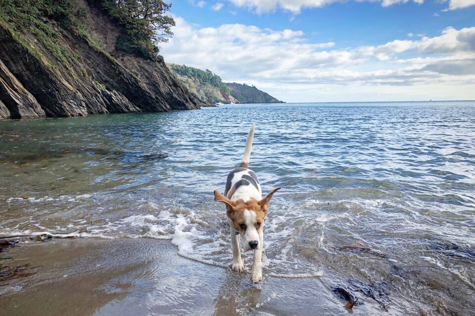 Un perro caminando sobre una playa con acantilados rocosos al fondo.