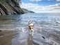 My dog Bilbo jumping out the sea in Dartmouth, England. #LifeAtExpedia #wewhotravel
