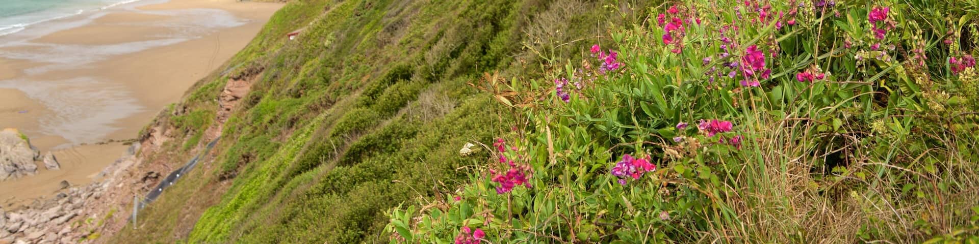 Whitsand Bay Beach which includes flowers and a sandy beach