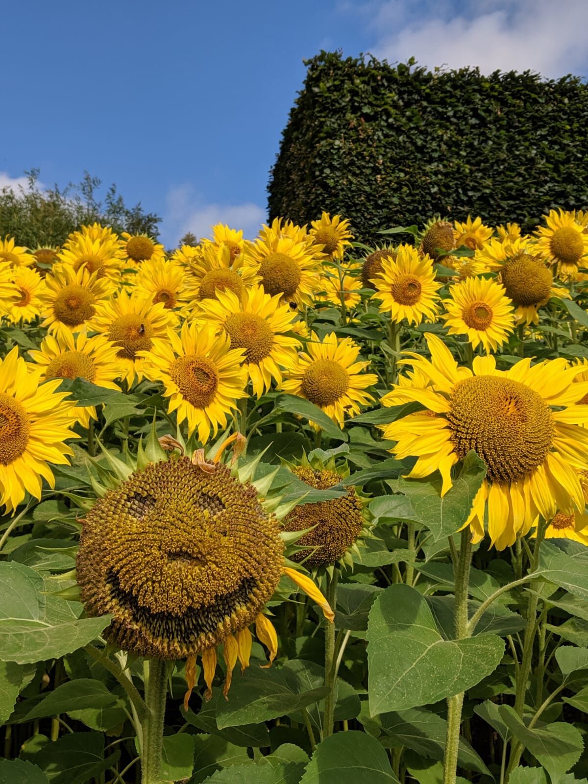 The Eden Project is a great day out when the weather is good. There is a large amount of outdoor space as well as the iconic domes. #Yellow #LifeAtExpediaGroup
