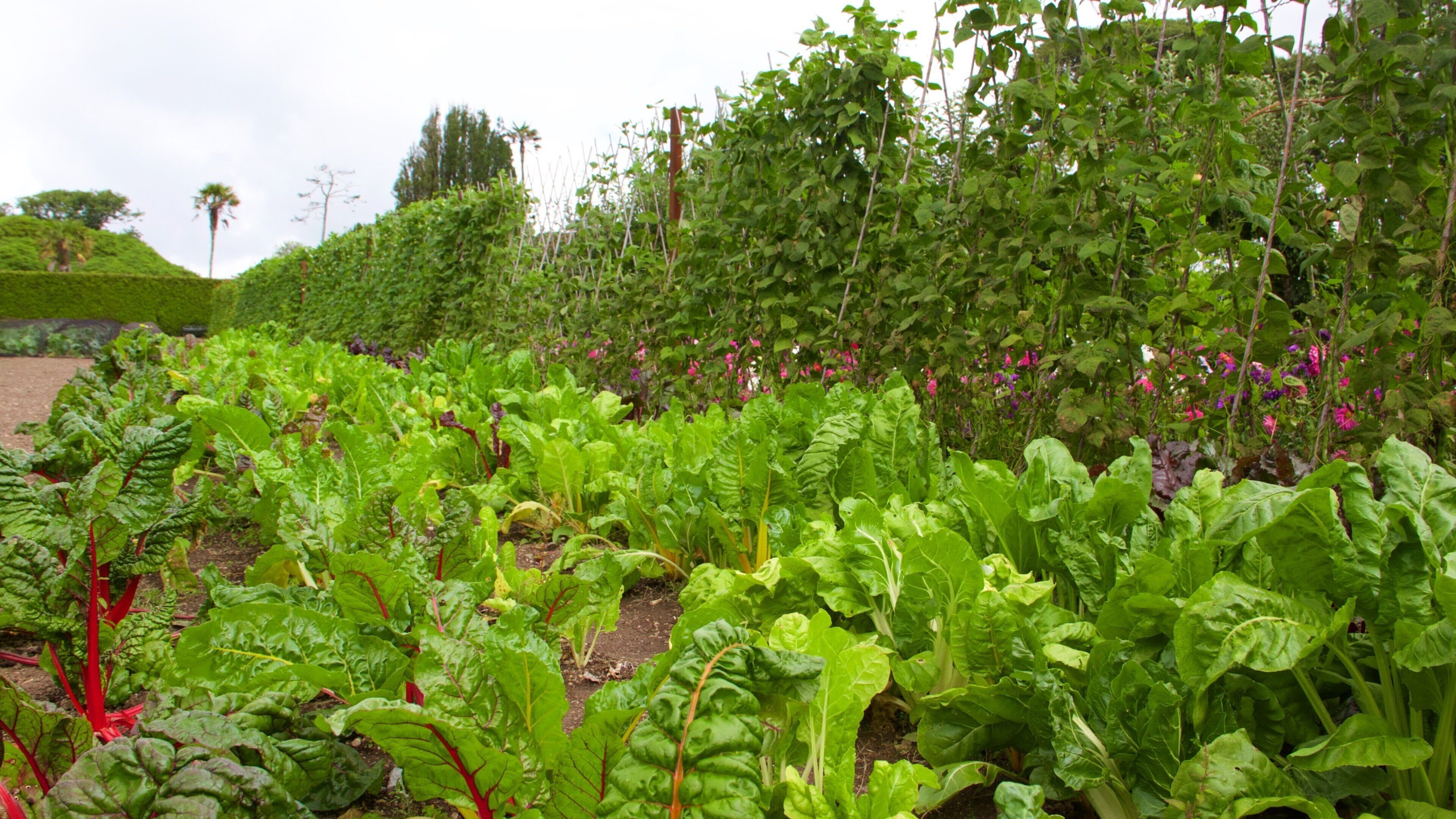 Lost Gardens of Heligan which includes a garden