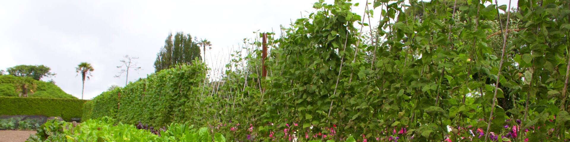 Lost Gardens of Heligan ofreciendo un jardín