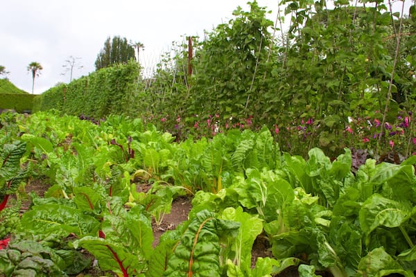 Lost Gardens of Heligan showing a park