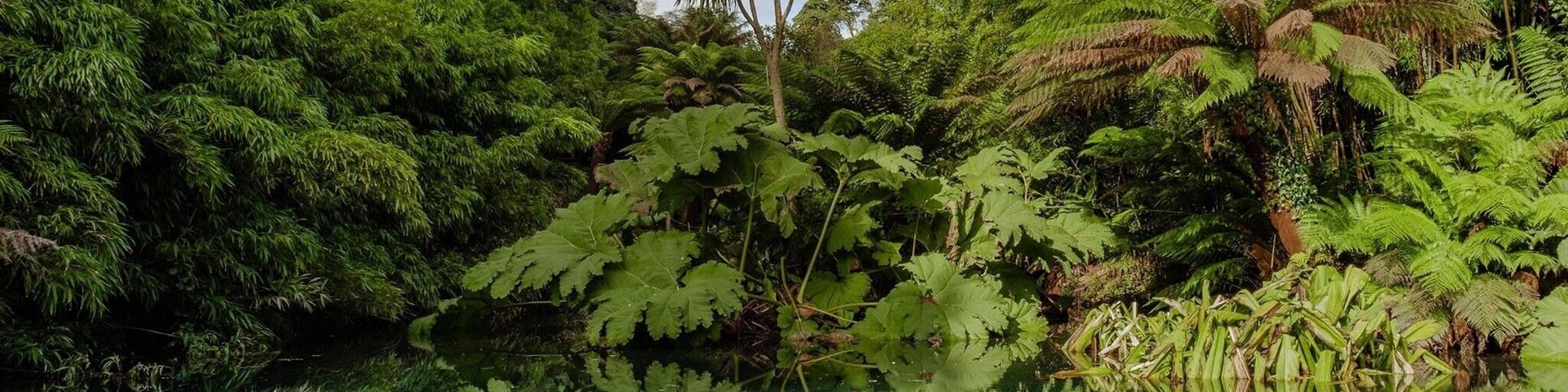 The Lost Gardens of Heligan are a fab location for some nature/plant photography. Your not going to get wide open panoramics but still stunning, especially late May when the formal gardens are in full bloom. Food in cafe is superb, especially Sunday lunch (be early though)! I love going for breakfast at 0930, spend the morning shooting images, lunch at 1300’ish and then down to Chapel Porth afterwards ...