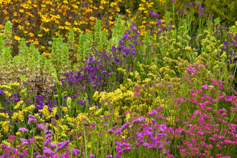 Un campo lleno de flores silvestres con tonos morados, amarillos y rosados.