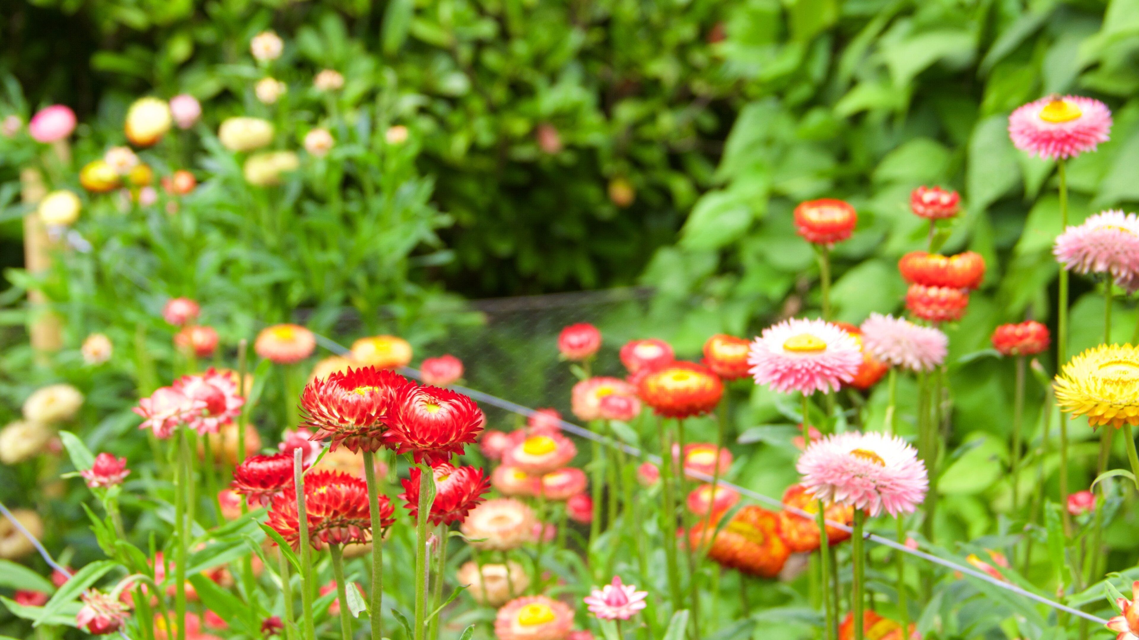 Lost Gardens of Heligan showing flowers and a garden
