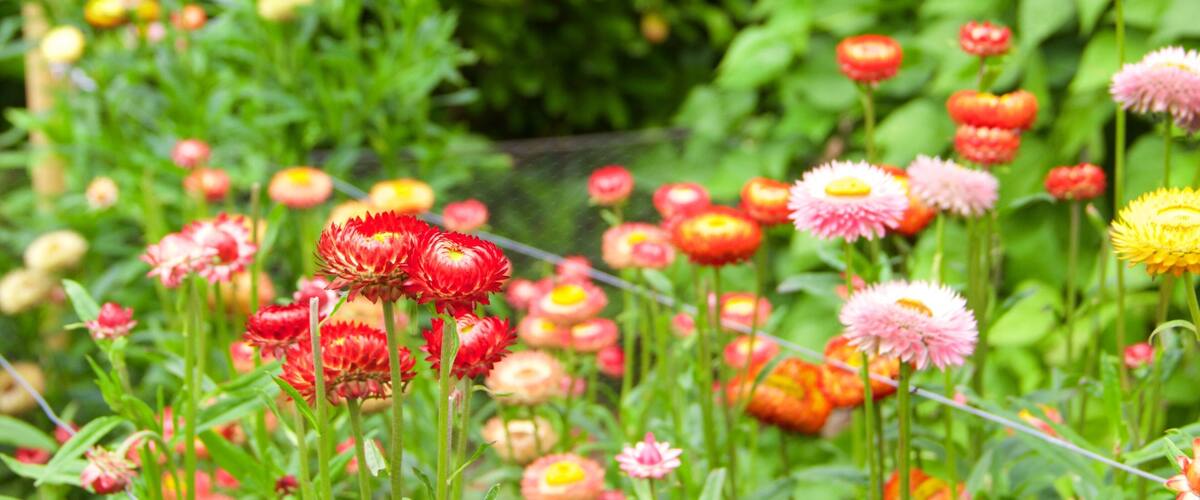 Lost Gardens of Heligan showing flowers and a garden