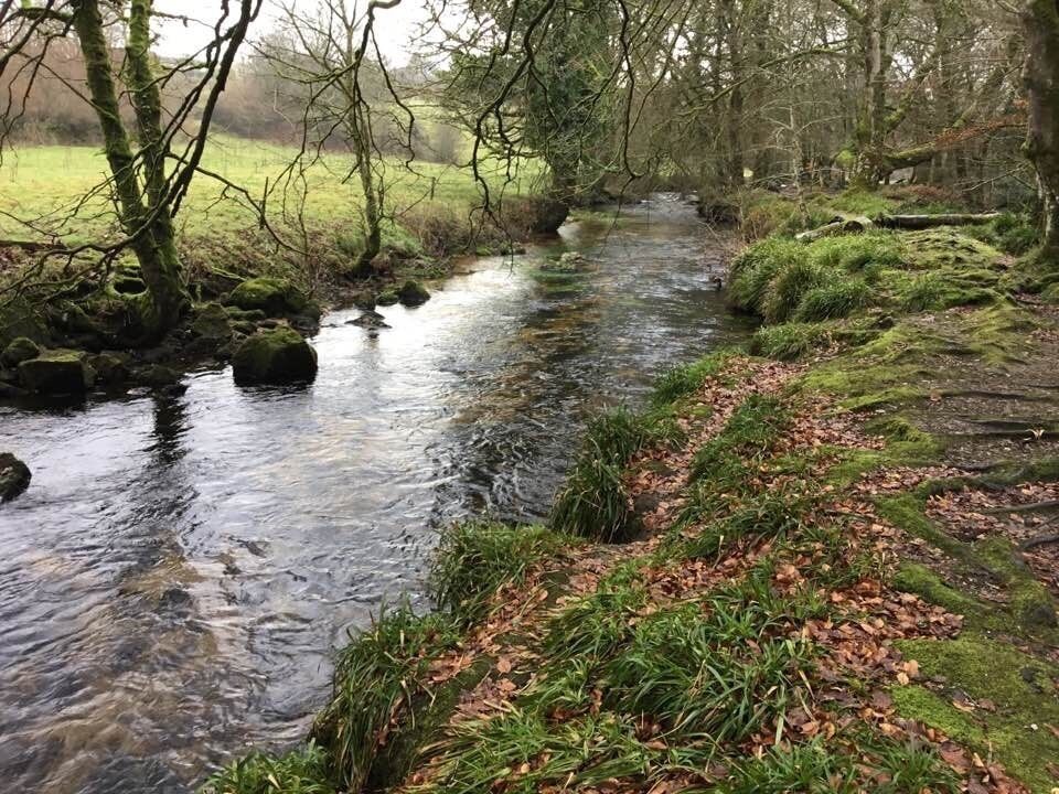 Golitha’s falls and woods are near where i live and spend a lot of time all year round with my dog and kids who love to paddle or climb trees.
