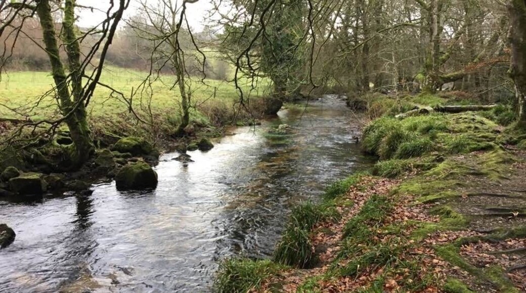 Golitha’s falls and woods are near where i live and spend a lot of time all year round with my dog and kids who love to paddle or climb trees.