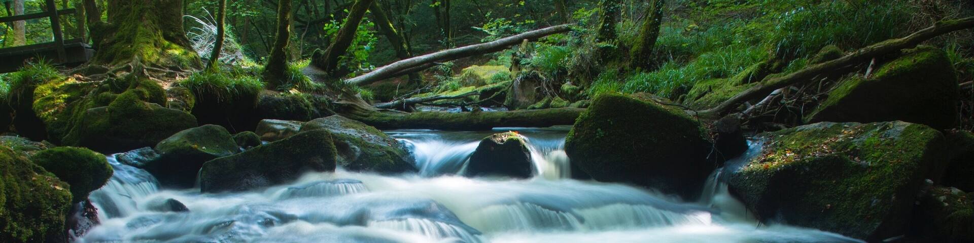 Goliath falls river through the woods