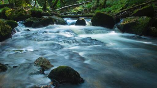 Goliath falls river through the woods