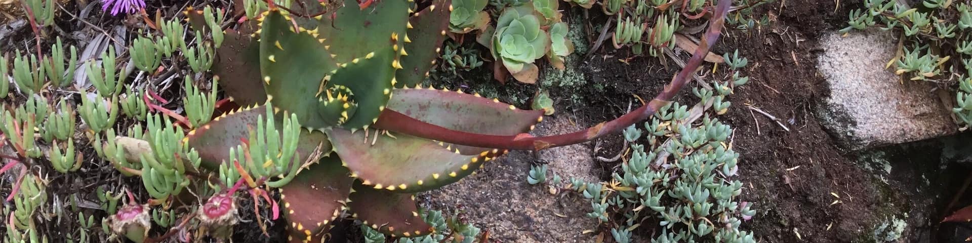 Un jardín con flores moradas y plantas de agave rojas.