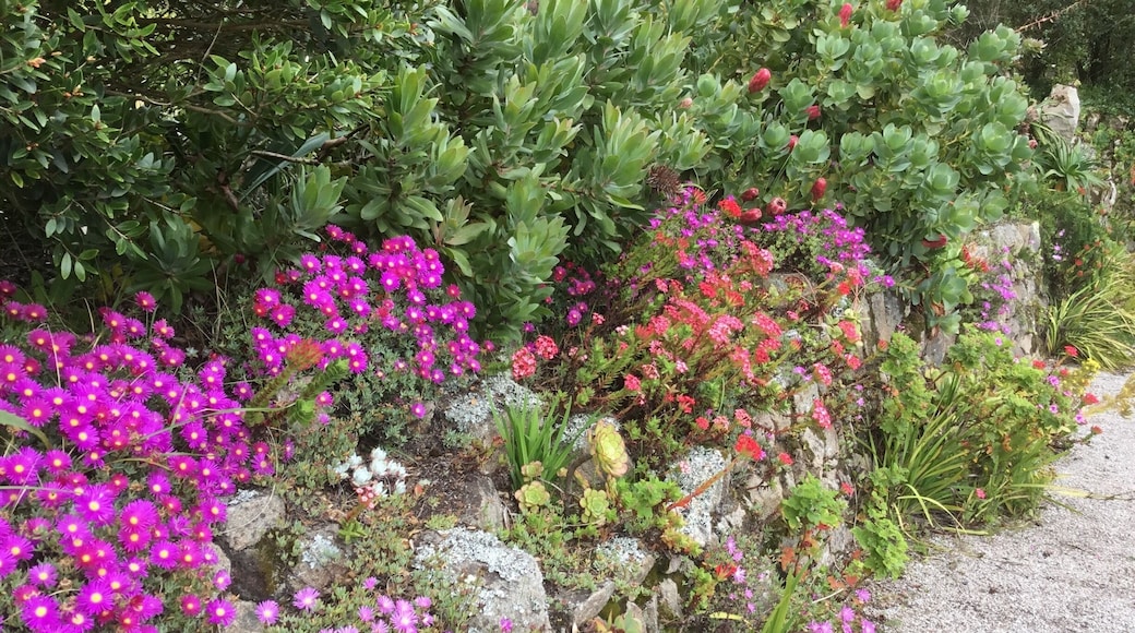 What an amazing garden