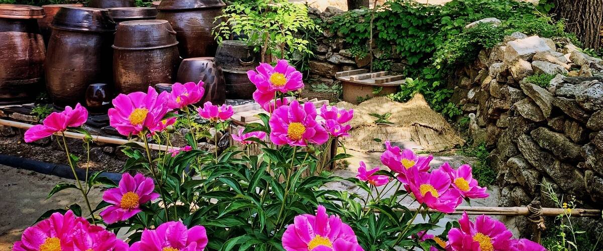 This village is set up in a natural environment, occupying about 245 acres. You can see over 260 traditional houses reminiscent of the late Joseon Dynasty, which lasted for five centuries.1392 l-1897!
Real houses from across the country were relocated and restored to create a replica of a village from the late Joseon period, which is pretty cool. 😊
If you’re a fan of K-dramas & Korean period films this should be part of your stop in Korea as it is one of the most popular filming locations... #koreanfolkvillage #culture