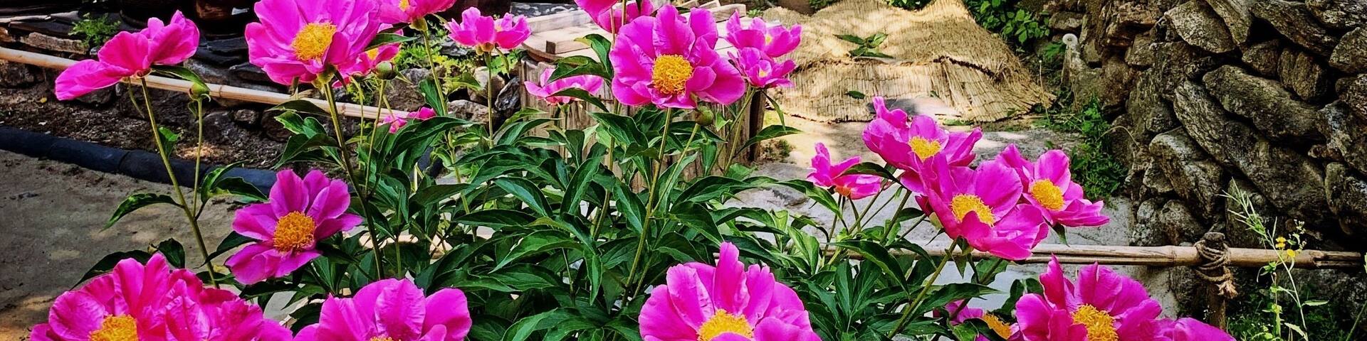 A traditional thatched-roof house surrounded by lush greenery and vibrant pink flowers.