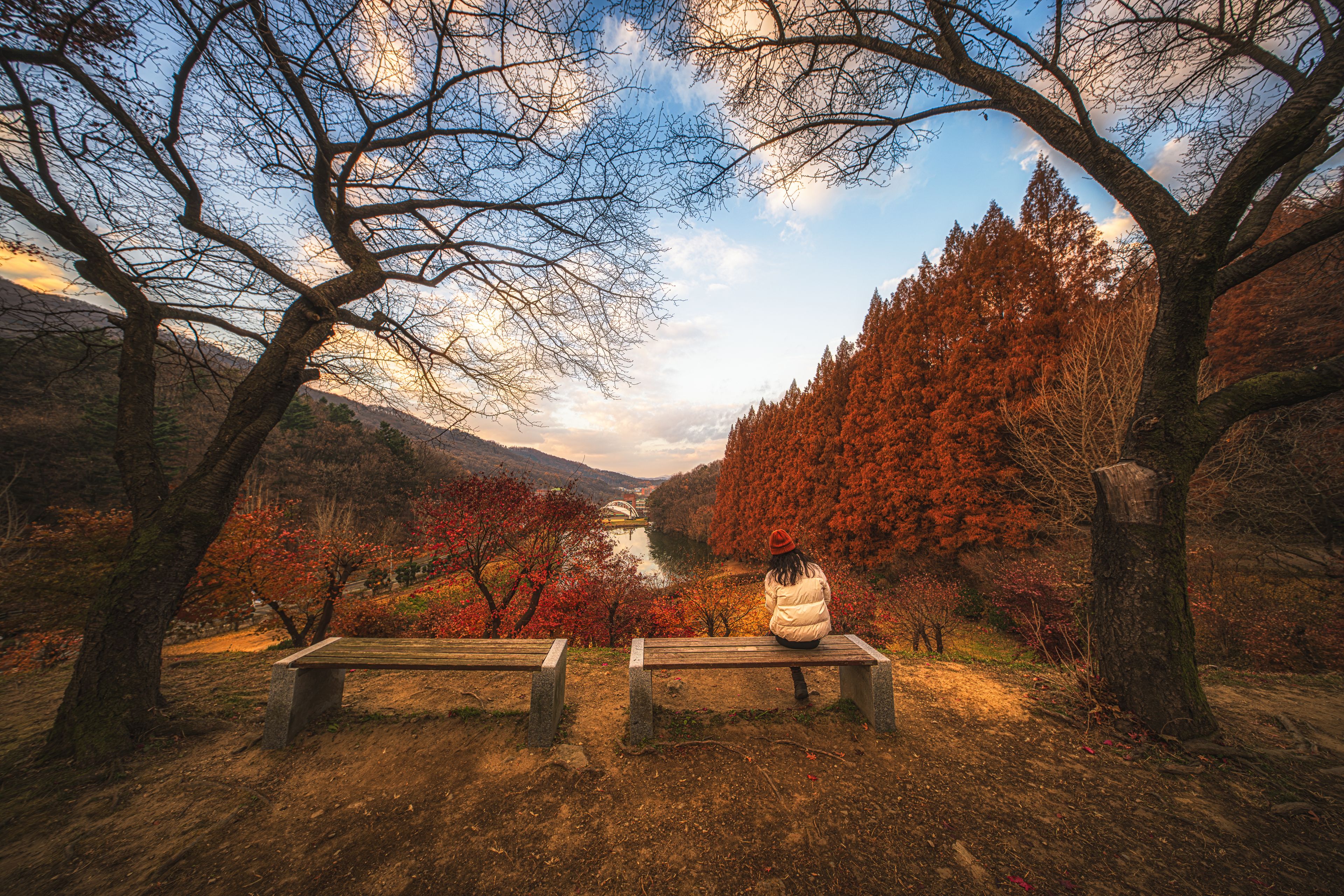 Eine Bank in einem Wald mit herbstlich gefärbten Bäumen und blauem Himmel.