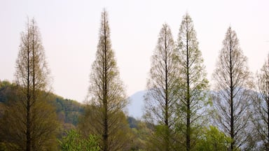Yongin which includes forest scenes and a sunset
