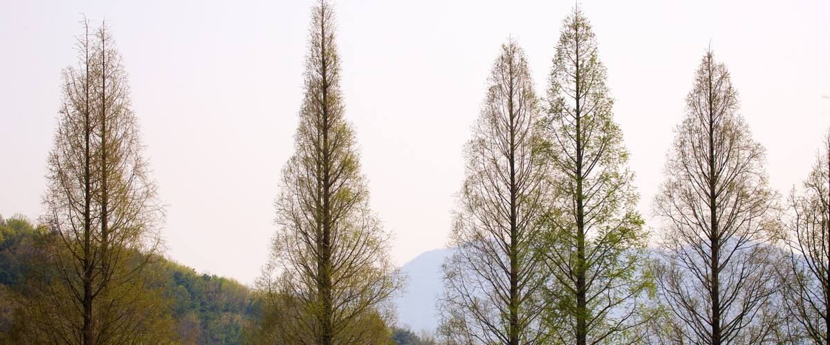 Tall, leafless trees in a forested area with mountains in the background.