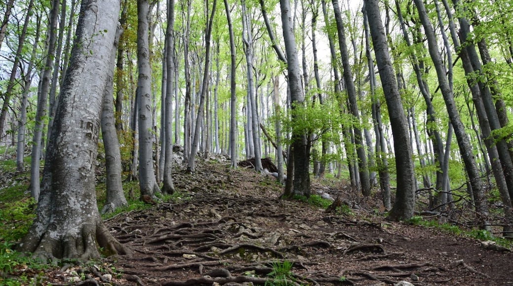 BoÄ is a mountain near my hometown. Beautiful scenery, amazing views at the top. The path to the top is good and there is no way you can get lost đ