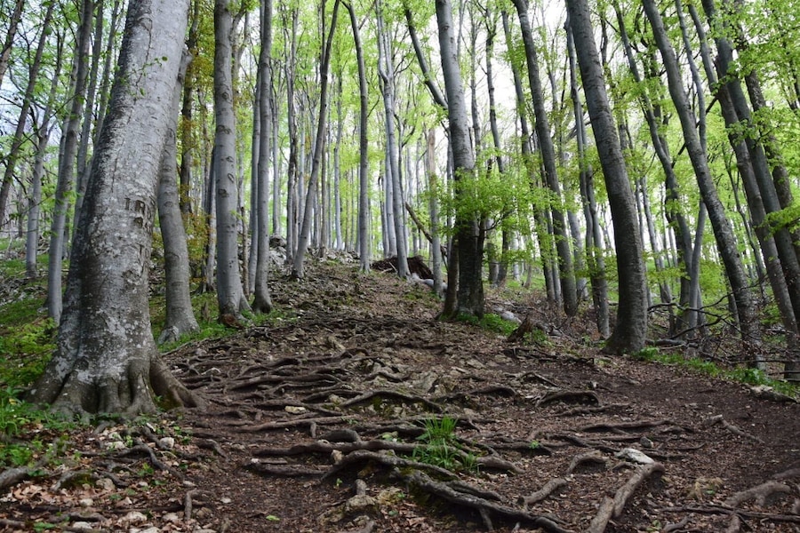 Boč is a mountain near my hometown. Beautiful scenery, amazing views at the top. The path to the top is good and there is no way you can get lost 😉