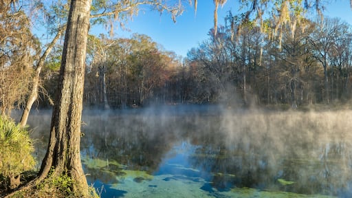 Early Winter Morning at Ginnie Springs on the Santa Fe River, Florida