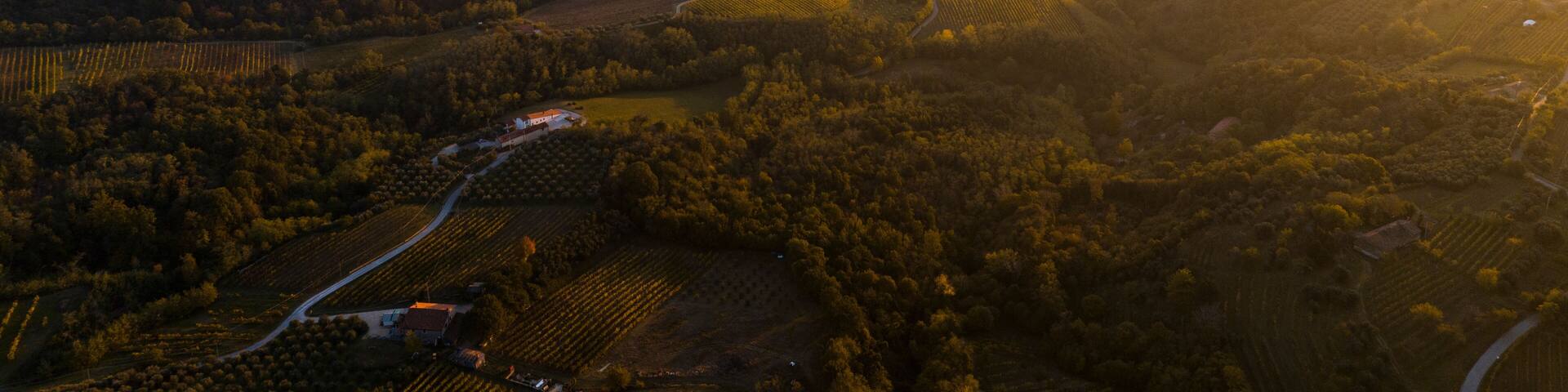 Aerial view of serene sunrise over picturesque hills and valleys with vineyards, Cinto Euganeo, Italy.