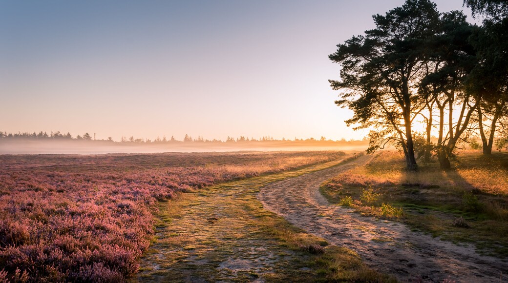 Heath bloom in Ede (Ginkelse heide) The Netherlands.