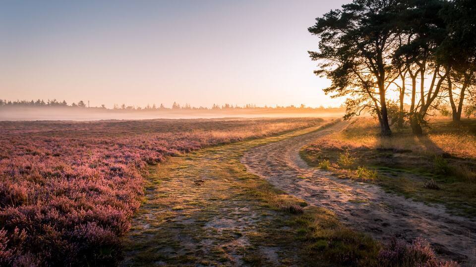A dirt path winding through a field of purple heather, with a line of trees on the right and a misty horizon in the distance.