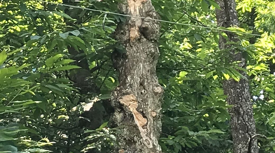 When art meets nature. Great journey in the woods following wood sculptures.