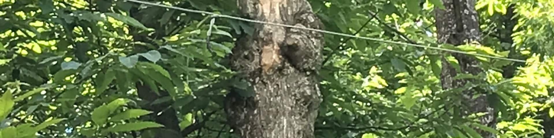 When art meets nature. Great journey in the woods following wood sculptures.