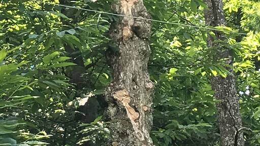 When art meets nature. Great journey in the woods following wood sculptures.