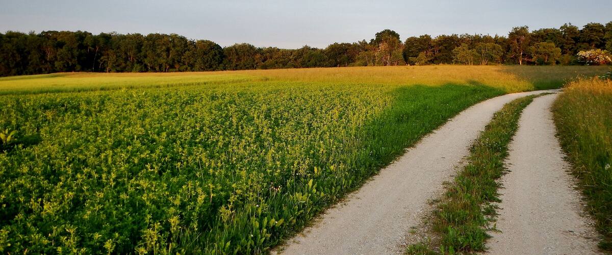 A rural landscape with a dirt path curving through a field of yellow flowers, bordered by a dense forest.