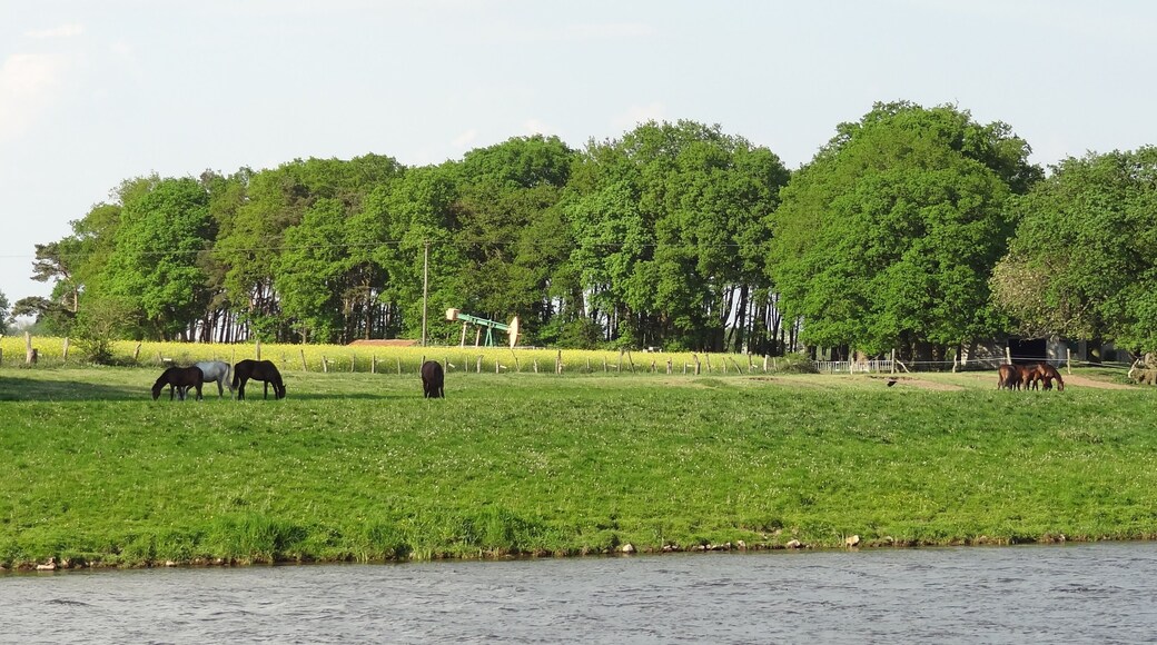 Das Naturschutzgebiet Meppener Kuhweide. Im Vordergrund zu sehen, eine Pferdeherde. Das halten von Pferden, Kühen, Schafen und Ziegen ist hier durchaus üblich. Mittig im Hintzergrund zu sehen eine Tiefpumpe als Fördereinrichtungen zur Gewinnung von unterirdisch gelegenem Öl.